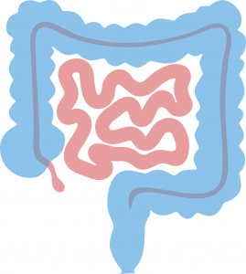 illustration of colon intestines