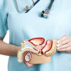 Male reproductive system