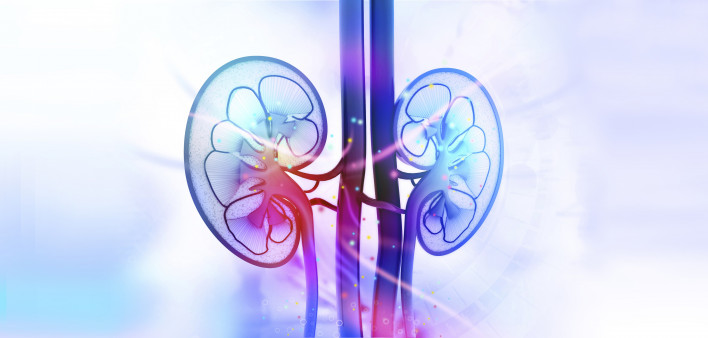 kidneys