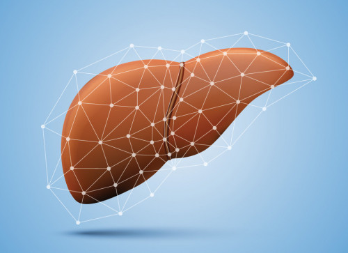 liver illustration