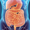 Digestive system