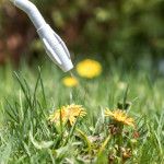 dandelions spraying with herbicide
