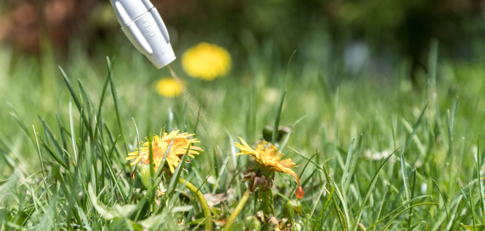 dandelions spraying with herbicide