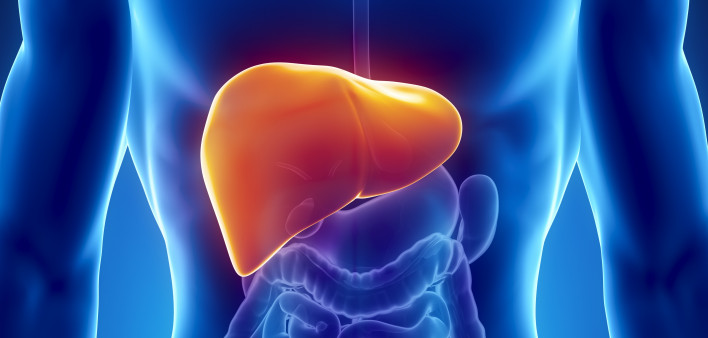 illustration of the liver in the body