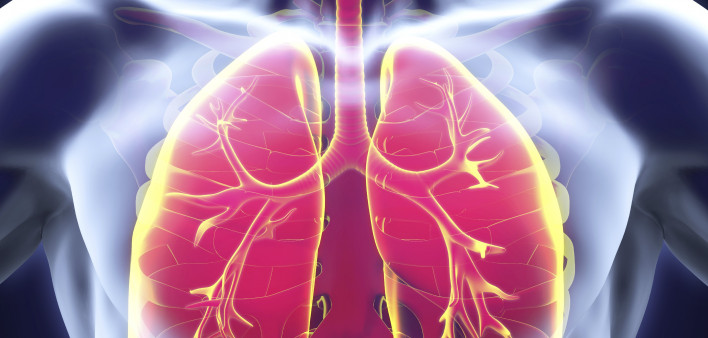 lungs