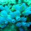 Extracts from Clavellina sp, a type of sea squirt or tunicate, are being studied for their potential to kill cancer cells.