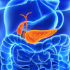 Pancreas and gall bladder