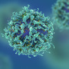 T cells