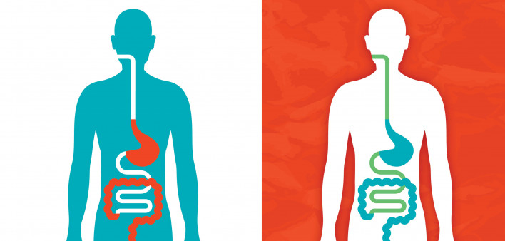 illustration of a figure showing the digestive system