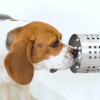 A new study has shown that dogs can use their highly evolved sense of smell to pick out blood samples from people with cancer with almost 97 percent accuracy.