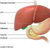 Location of the liver
