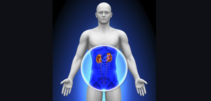 kidneys