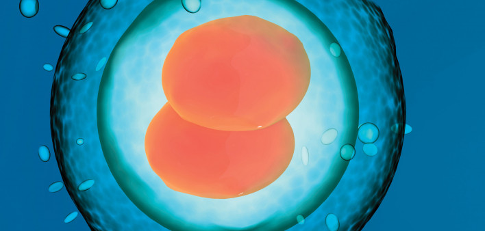 needle inserted into zygote