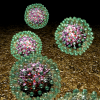 Hepatitis B virus