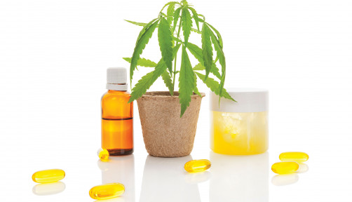 cannabis pot plant and cannabis oil and gel caps