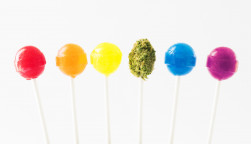 Lollipops in the colors of the rainbow, with a green marijuana bud on a lollipop stick in the middle.