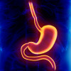 Stomach