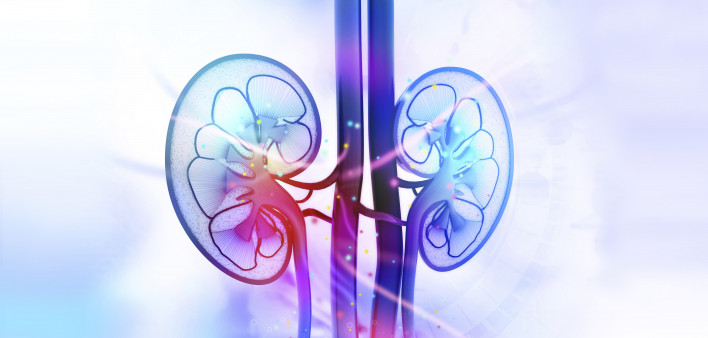 kidneys