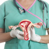 Female reproductive system