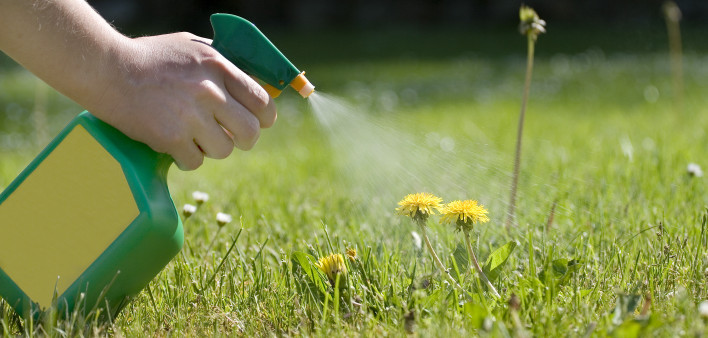 spraying weeds with weed killer