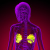 3D rendering of the breast