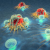 Cancer cells and lymphocytes