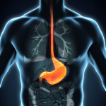 esophagus, throat, stomach, gastric, digestive tract