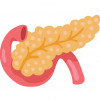 illustration pancreas and stomach