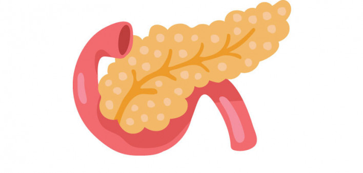illustration pancreas and stomach