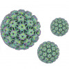 HPV Virus