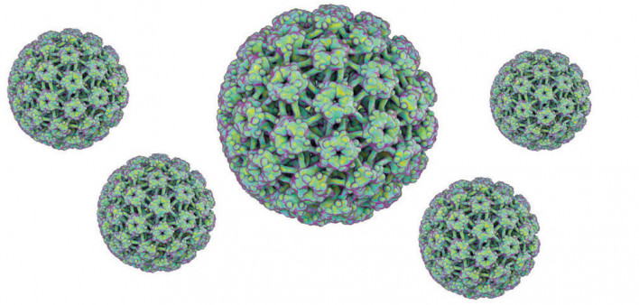 HPV Virus
