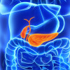 Pancreas and gall bladder