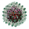 Hepatitis B virus