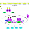 Enzalutamide and apalutamide block the androgen receptor (AR) on cancer cells, blunting androgen's (A) ability to fuel prostate cancer growth.