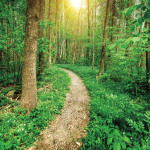 a path leading into the woods