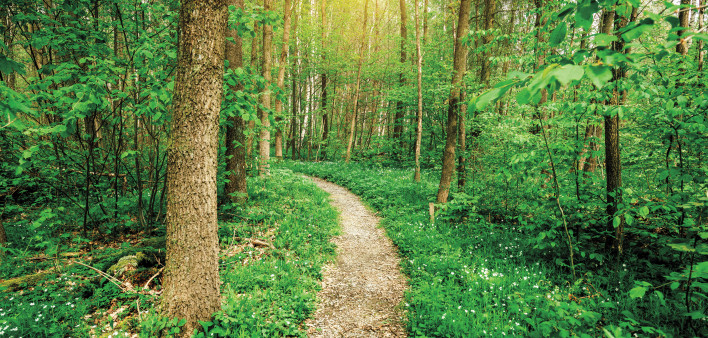 a path leading into the woods