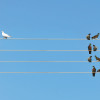 black birds of wires with one white bird by itself