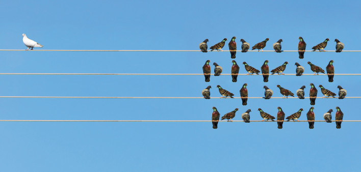 black birds of wires with one white bird by itself