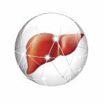 liver in sphere illustration