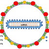 Schematic representation of the hepatitis delta virus virion