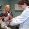 A physician and assistant at the University of Minnesota examine a dog patient.