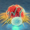 Cancer cells and lymphocytes