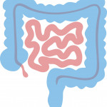 illustration of colon intestines