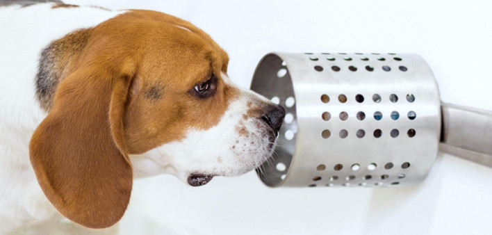 beagle, cancer detection