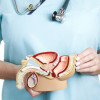 Male reproductive system