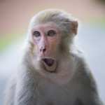 Rhesus macaque