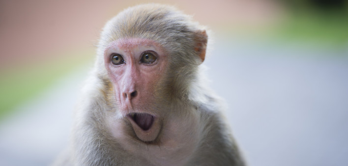 Rhesus macaque