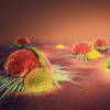 Cancer cells and lymphocytes