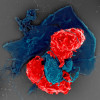 Scanning electron microscope image of T regulatory cells (red) interacting with antigen-presenting cells (blue)