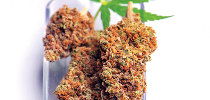 pot cannibis marajuana